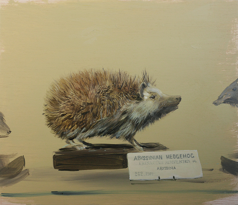 Abyssinian Hedgehog. Dead Zoo, NMINH Acr&iacute;lico y &oacute;leo sobre tabla 38 x 33 cm 