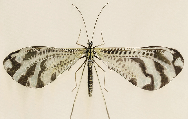 Nemoptera Bippenis, Selvacega (Serie) Acuarela, tinta y acr&iacute;lico sobre papel 40 x 60 cm